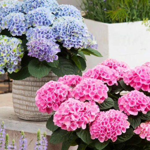 hydrangea_elizabeth_ashley.jpg.png