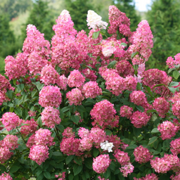 hydrangea_firelight.jpg.png