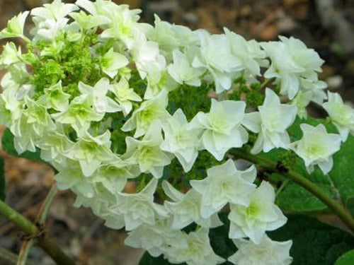 hydrangea_gatsby_star.jpg