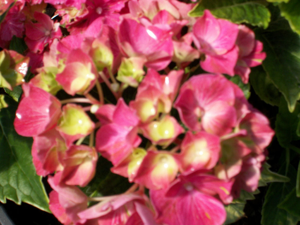 hydrangea glowing embers.jpg