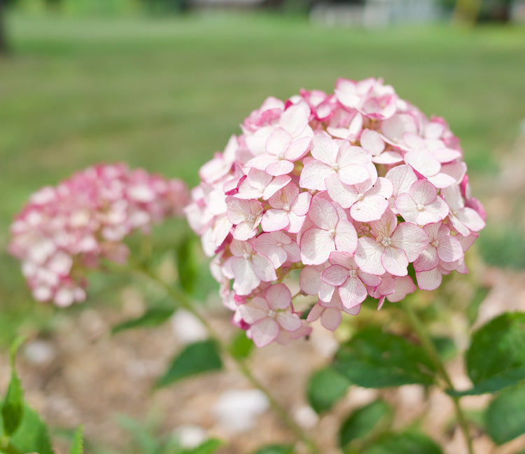 hydrangea_incrediball_blush[1].jpg