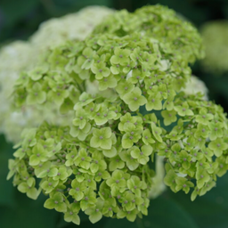 hydrangea invinc sublime.png