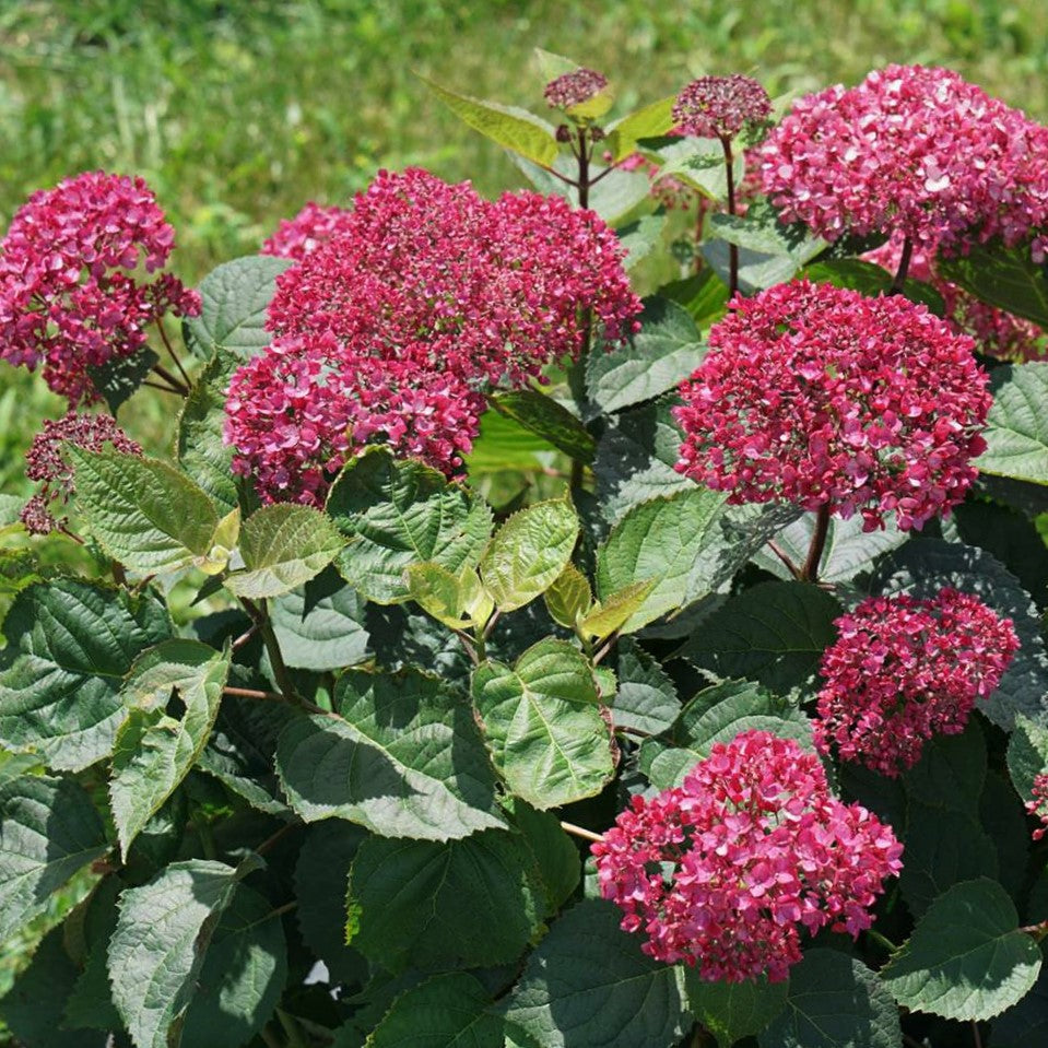 hydrangea_invincibelle_garnetta_.jpg