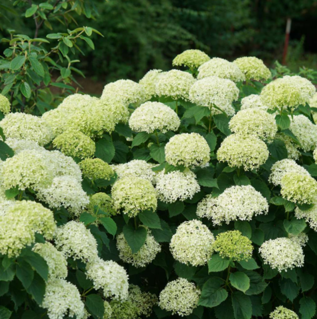 hydrangea_invincibelle_limetta_.jpg