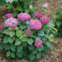 hydrangea_invincibelle_mini_mauvette_.jpg