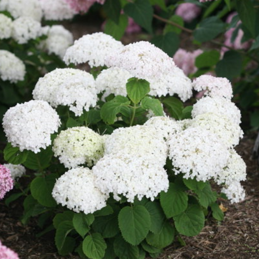 hydrangea_invinvincibelle_wee_white_.jpg