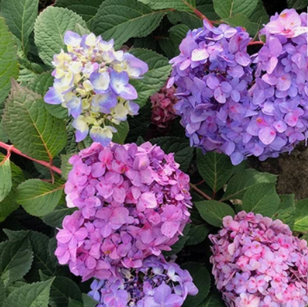 hydrangea_lets_dance_big_band.jpg