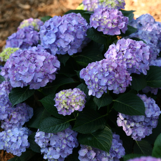 hydrangea_lets_dance_blue_jangles_.jpg