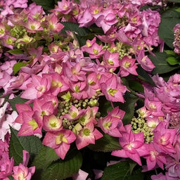hydrangea_lets_dance_can_do_.jpg
