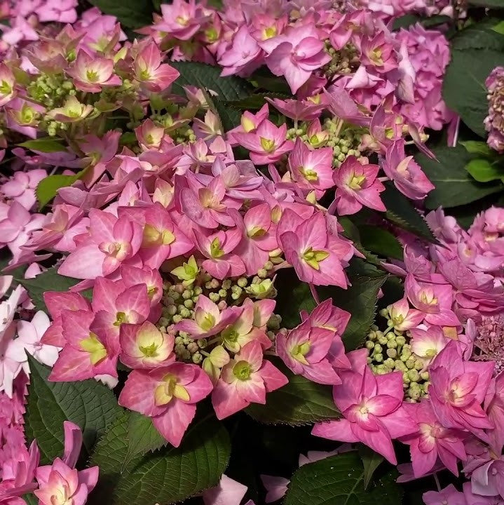 hydrangea_lets_dance_can_do_.jpg