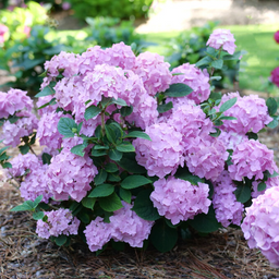 hydrangea lets dance sky view.png