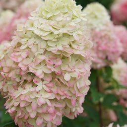 hydrangea_limelight_prime_.jpg