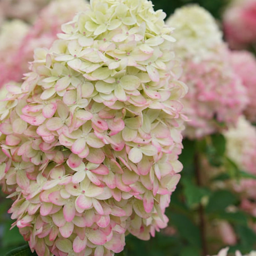 hydrangea_limelight_prime_.jpg