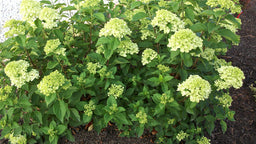 hydrangea little lime.jpg