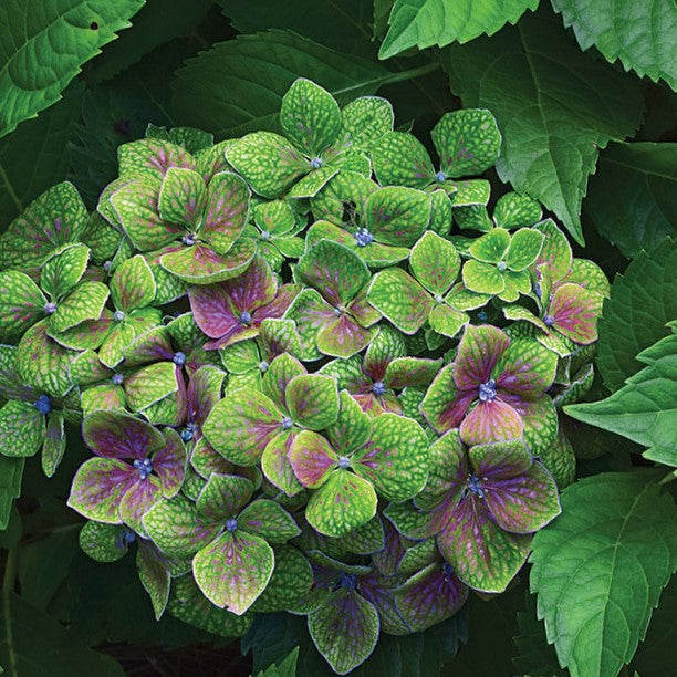 hydrangea_m_froggie_.jpg