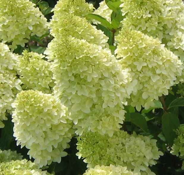 hydrangea_magical_candle[1].jpg