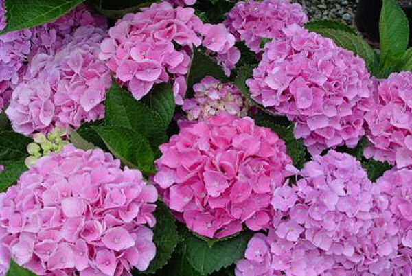 hydrangea_mystical_opal.jpg
