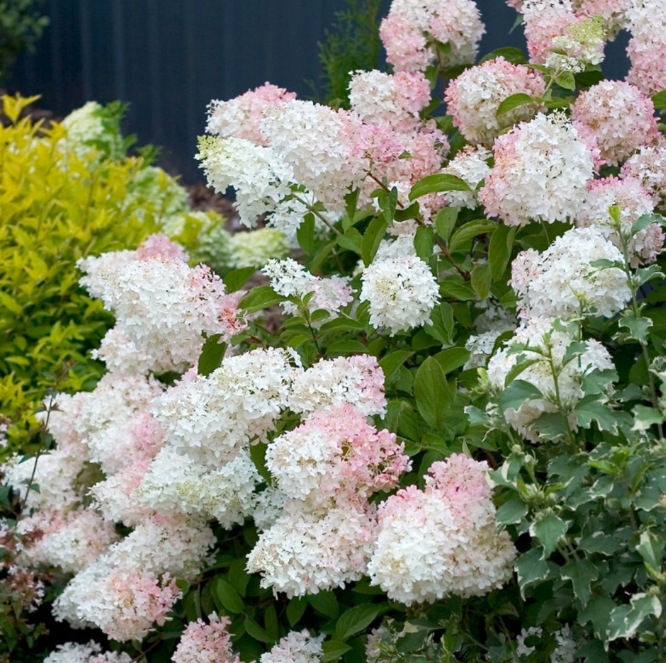 hydrangea phantom.png