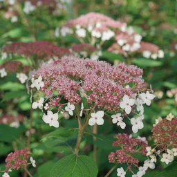 hydrangea_pinky_pollen_ring_.jpg