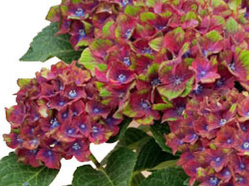 hydrangea_pistachio[1].jpg