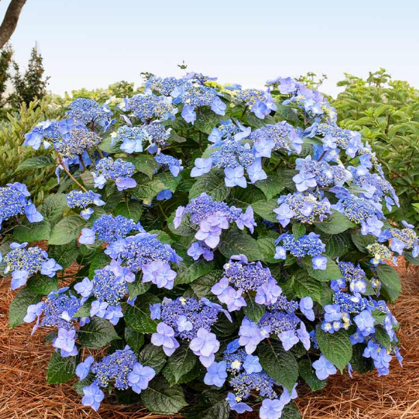 hydrangea pop star.png