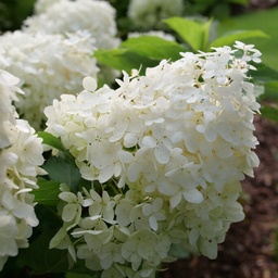 hydrangea puffer fish.png