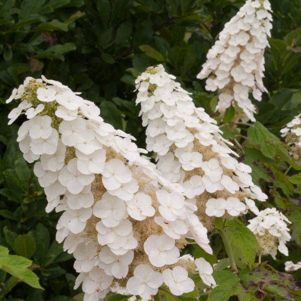 hydrangea_q_gastby_gal_.png