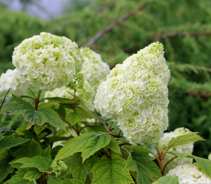 hydrangea_q_gatsby_moon_.png
