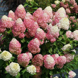 hydrangea_quick_fire_fab_.jpg