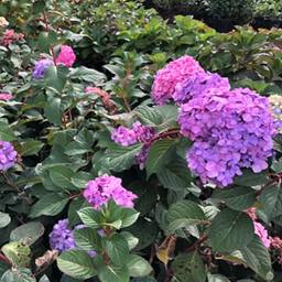 hydrangea_rock_n_roll_.jpg