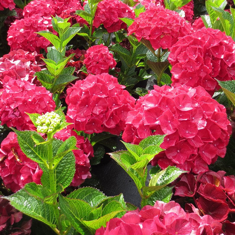 hydrangea_ruby_red.jpg