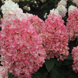 hydrangea ruby snow.png