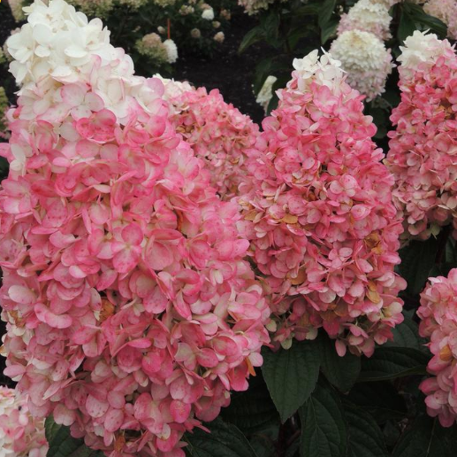 hydrangea ruby snow.png