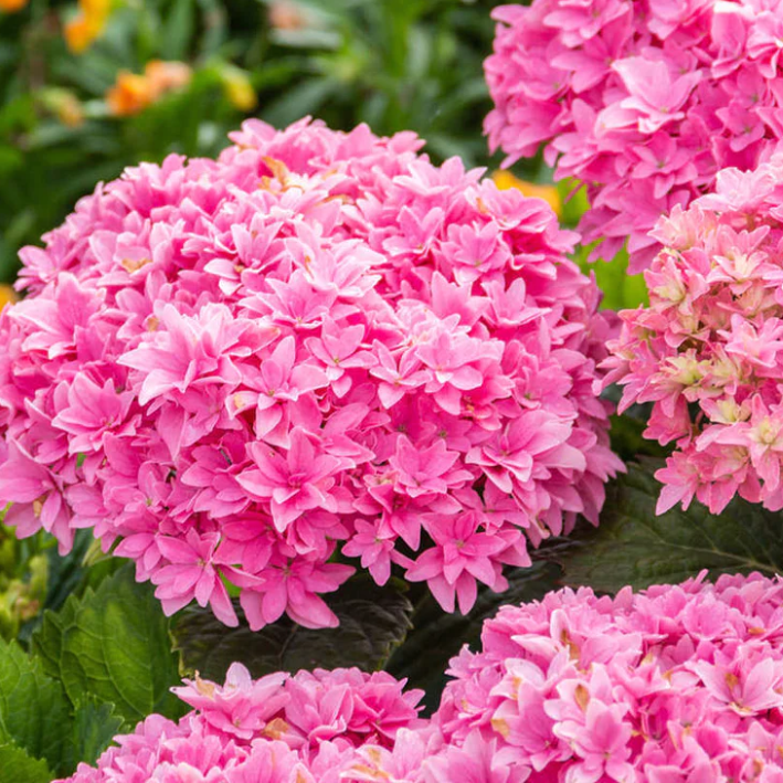 hydrangea starfield.png