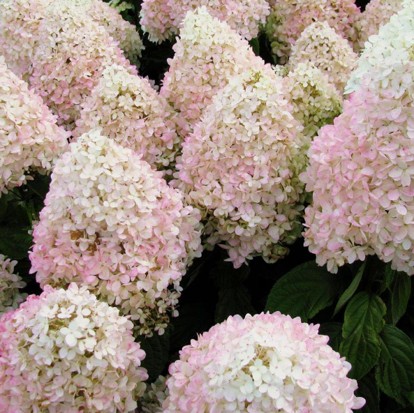 hydrangea sweet summer.png