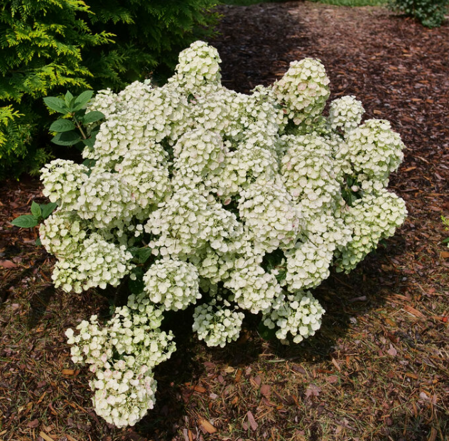 hydrangea tiny quick fire.png