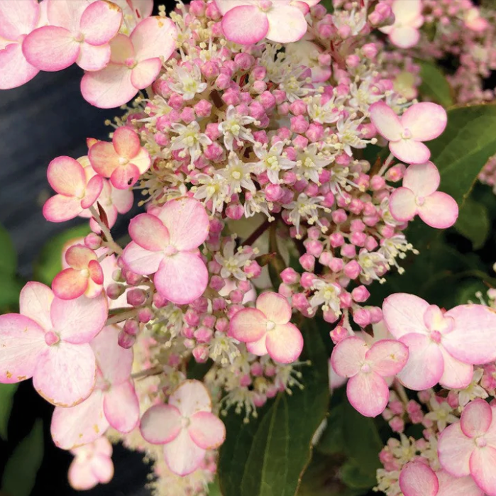 hydrangea torch.png