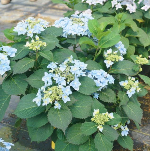 hydrangea_tuff_stuff_ah_ha_.jpg