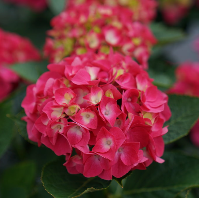 hydrangea wee bit giddy.png