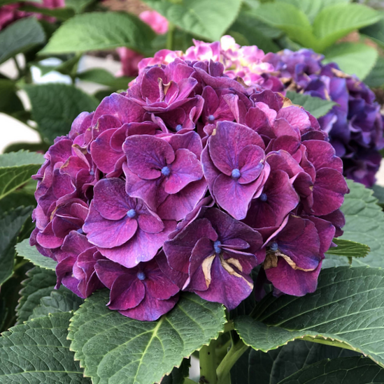 hydrangea_wee_bit_grumpy_.jpg