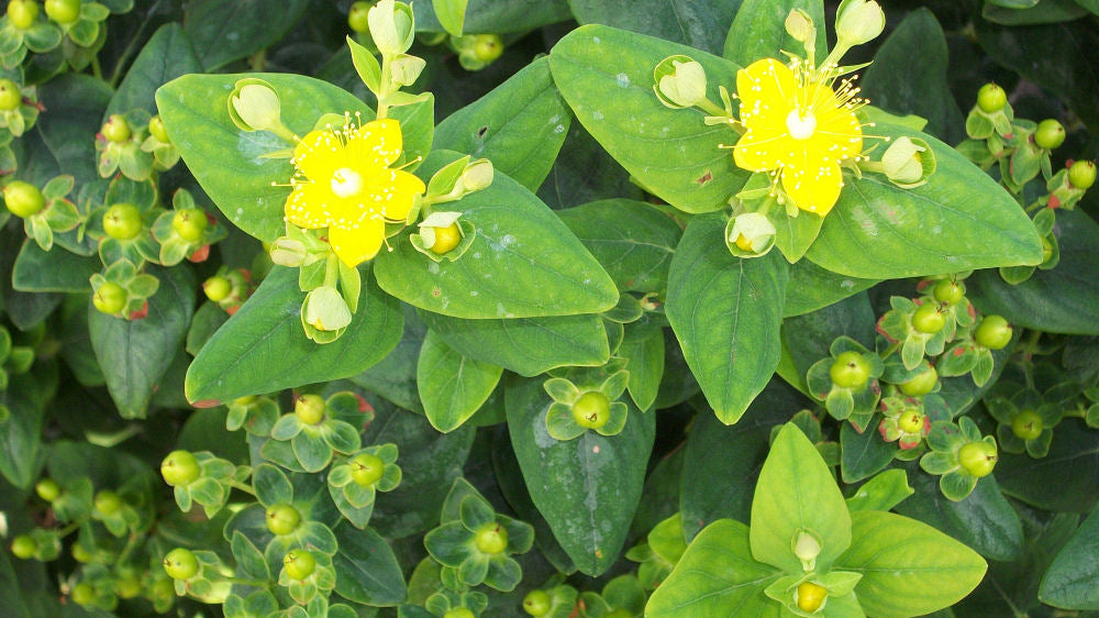 hypericum mystical green.jpg