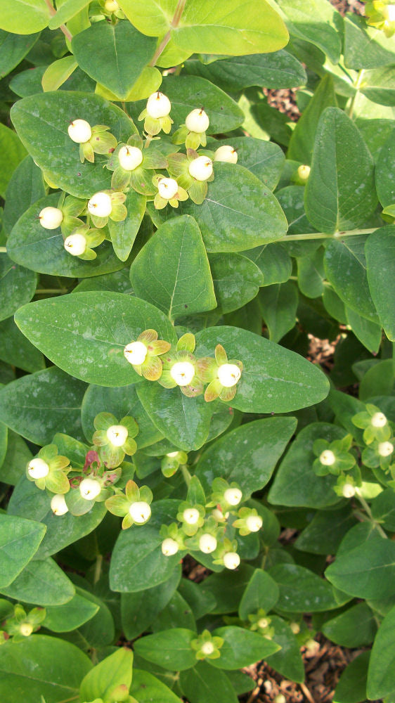 hypericum mystical white.jpg