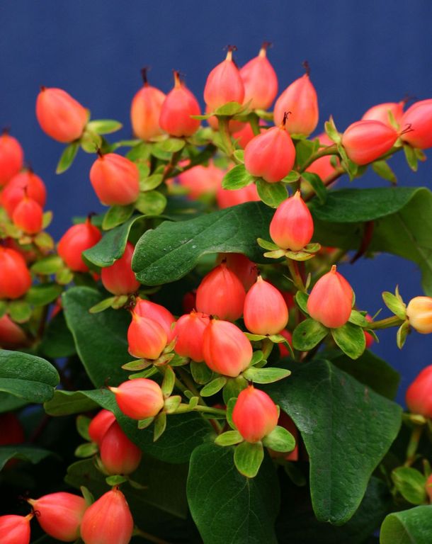 hypericum_pumpkin[1].jpg