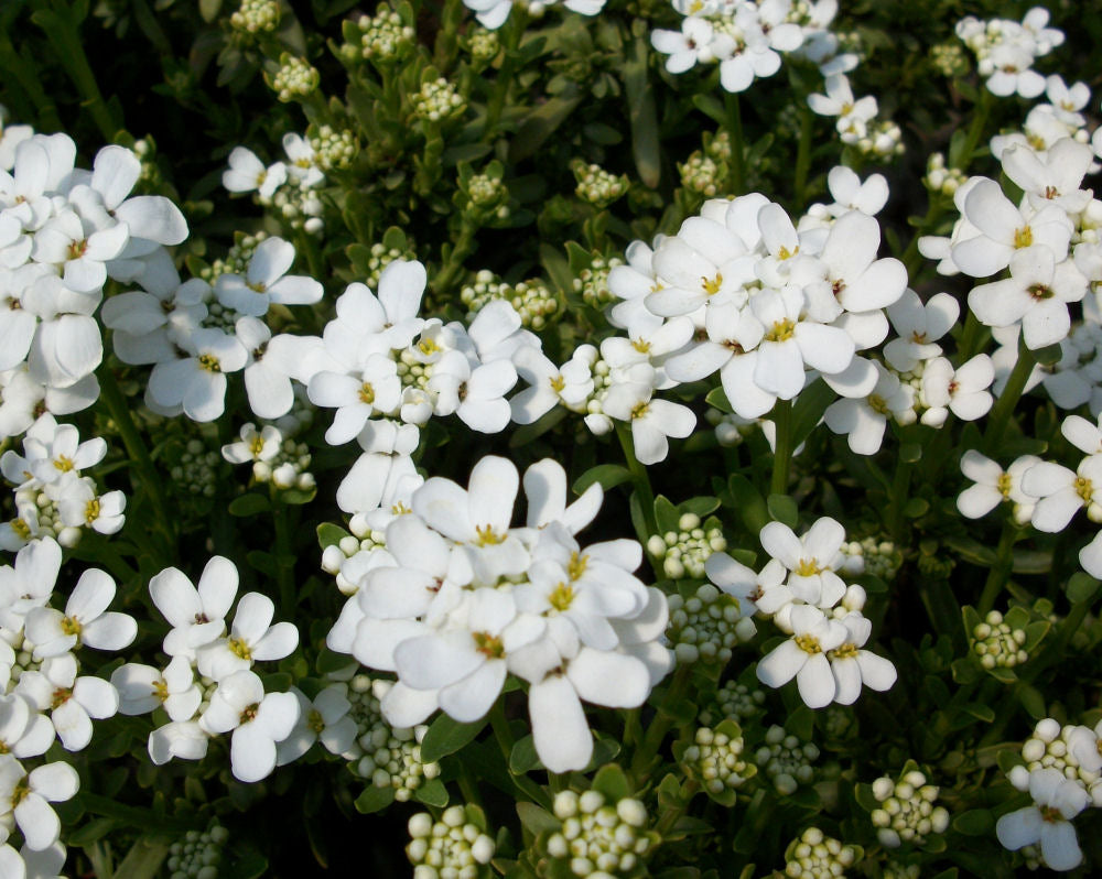 iberis purity.jpg