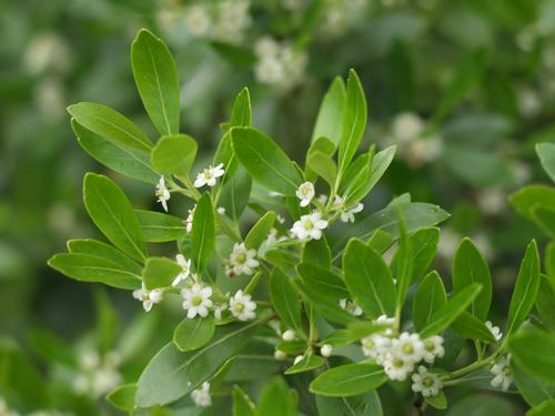 ilex%20glabra%20compacta[1].jpg