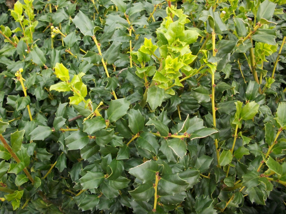 ilex china boy foliage.jpg
