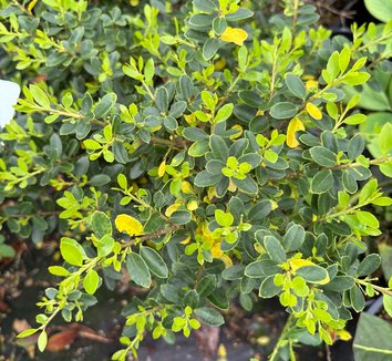 ilex crenata_greendragon_ccpl.jpg