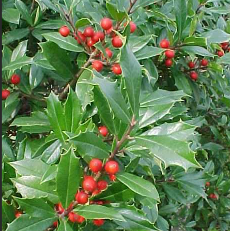 ilex fosteri.png