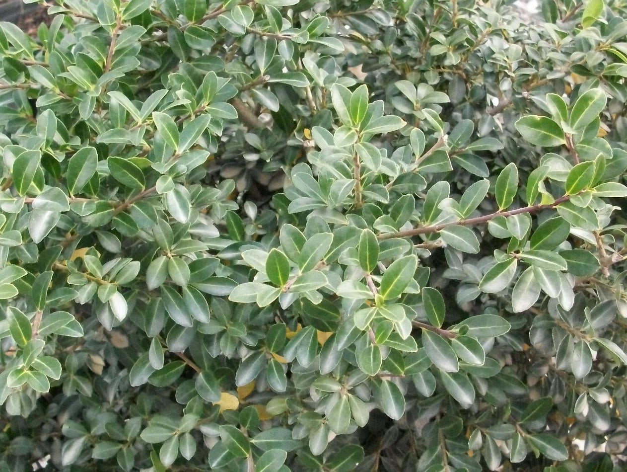 ilex green lustre.jpg