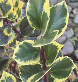 ilex honey maid a 11-6-09 276.jpg
